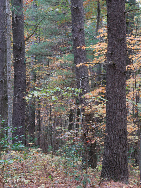 Thông trắng Appalachian miền Trung/Piedmont - Rừng sồi – CEGL008539