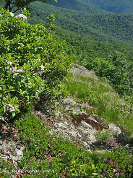 Sồi hạt dẻ khô hạn Appalachian miền Trung - Rừng thông Virginia – CEGL008540