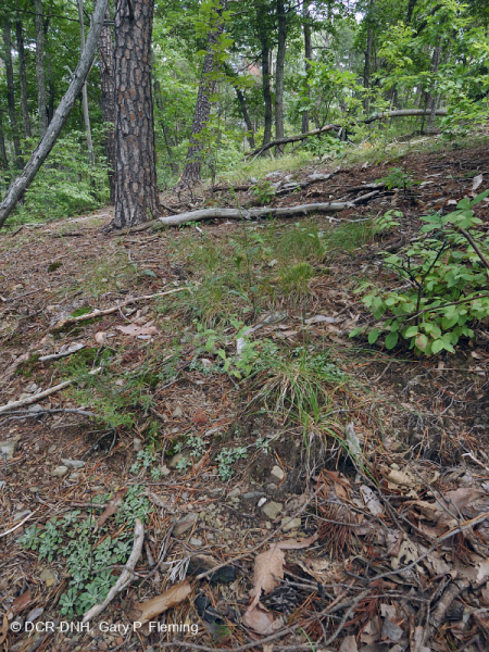 Rừng đá phiến sét Xeric Appalachian Trung tâm (Loại sồi hạt dẻ/thảo mộc hỗn hợp) – CEGL008526