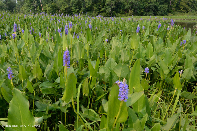 Đầm lầy nước ngọt thủy triều (Loại Arrow-Arum - Pickerelweed) – CEGL004706