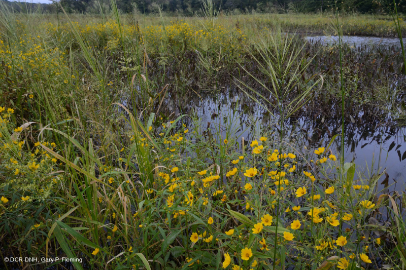 Đầm lầy nước ngọt thủy triều (Lúa hoang - Loại cây thân thảo hỗn hợp) - CEGL004202