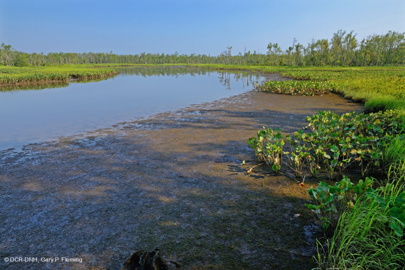 Đầm lầy nước ngọt thủy triều (Loại Arrow-Arum - Pickerelweed) – CEGL004706