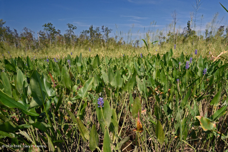 Đầm lầy nước ngọt thủy triều (Loại Arrow-Arum - Pickerelweed) – CEGL004706