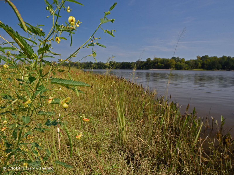 Đầm lầy nước ngọt thủy triều (Lúa hoang - Loại cây thân thảo hỗn hợp) – CEGL004202
