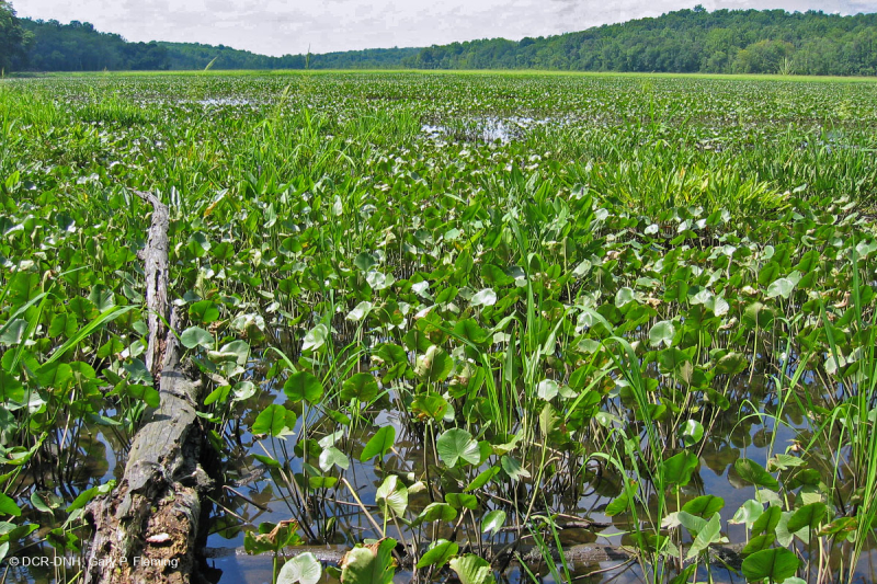 Đầm lầy nước ngọt thủy triều (Loại bãi bồi Spatterdock thông thường) – CEGL004472