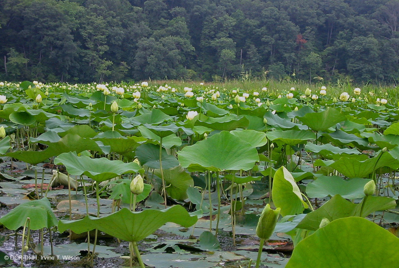 Đầm lầy nước ngọt thủy triều (Loại đất bùn phẳng của Hoa Kỳ) – CEGL006913