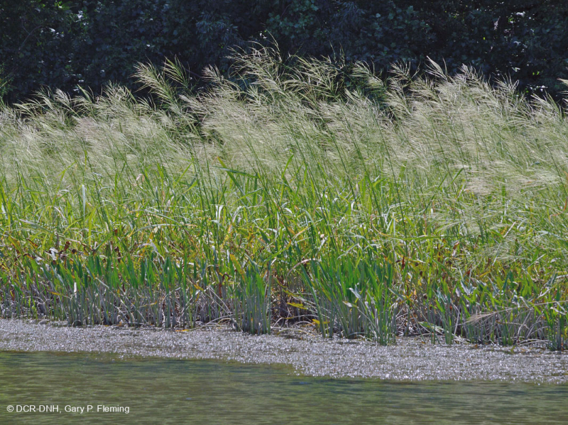 Đầm lầy nước ngọt thủy triều (Lúa hoang - Loại cây thân thảo hỗn hợp) – CEGL004202