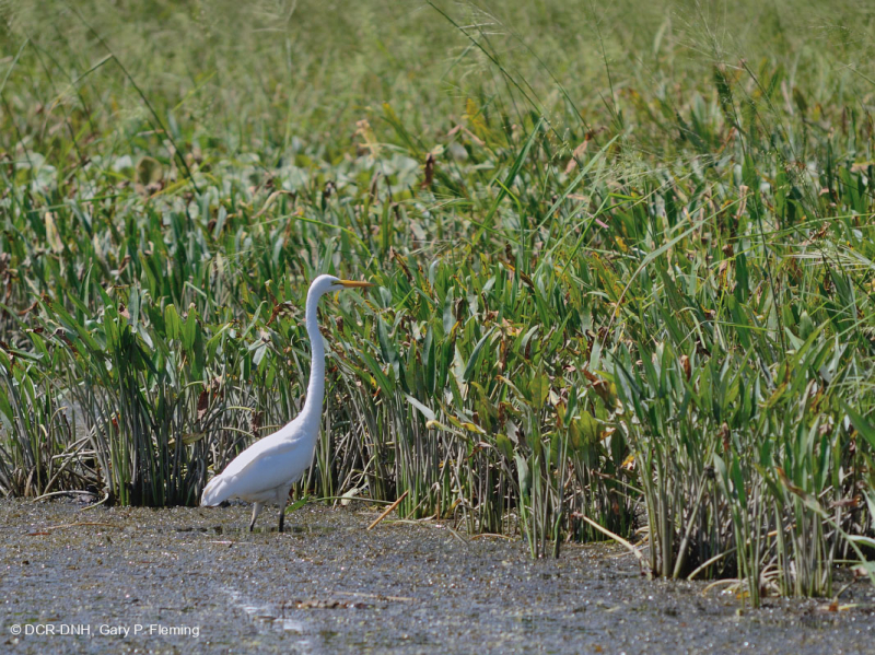 Đầm lầy nước ngọt thủy triều (Lúa hoang - Loại cây thân thảo hỗn hợp) – CEGL004202
