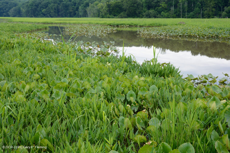 Đầm lầy nước ngọt thủy triều (Lúa hoang - Loại cây thân thảo hỗn hợp) – CEGL004202