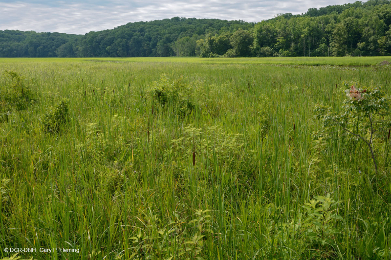 Đầm lầy nước ngọt thủy triều (Loại đầm lầy cao hỗn hợp) – CEGL006325