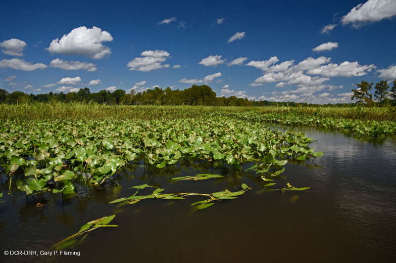 Đầm lầy nước ngọt thủy triều (Loại bãi bồi Spatterdock thông thường) - CEGL004472