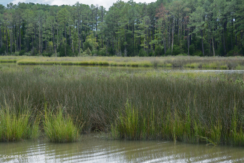 Đầm lầy muối Black Needlerush – CEGL004186