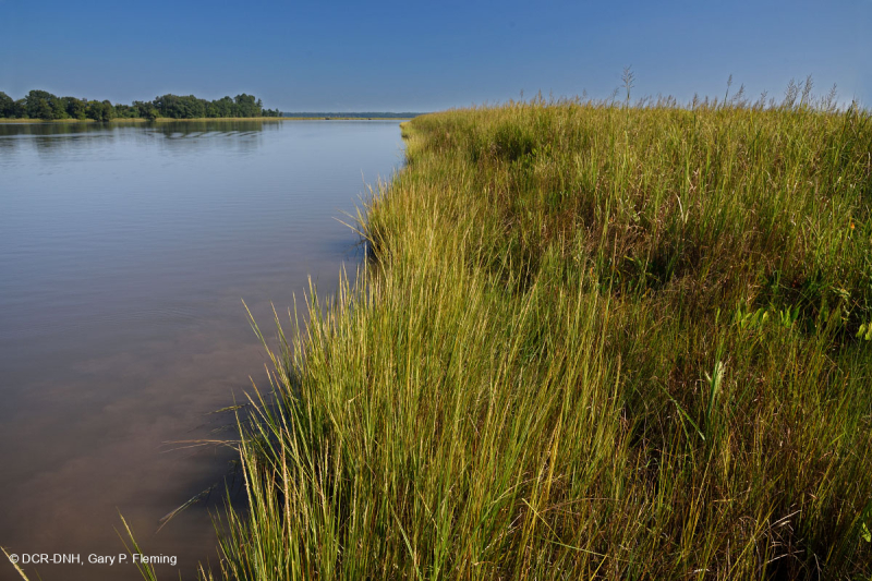 Đầm lầy nước mặn ven sông (Cỏ Cordgrass đầm lầy nước mặn - Loại cỏ Bulrush đầm lầy nước mặn) – CEGL006416