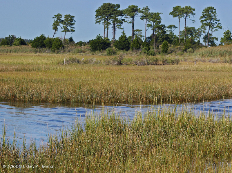 Đầm lầy mặn thấp (Loại cỏ Cordgrass đầm lầy mặn) – CEGL004192