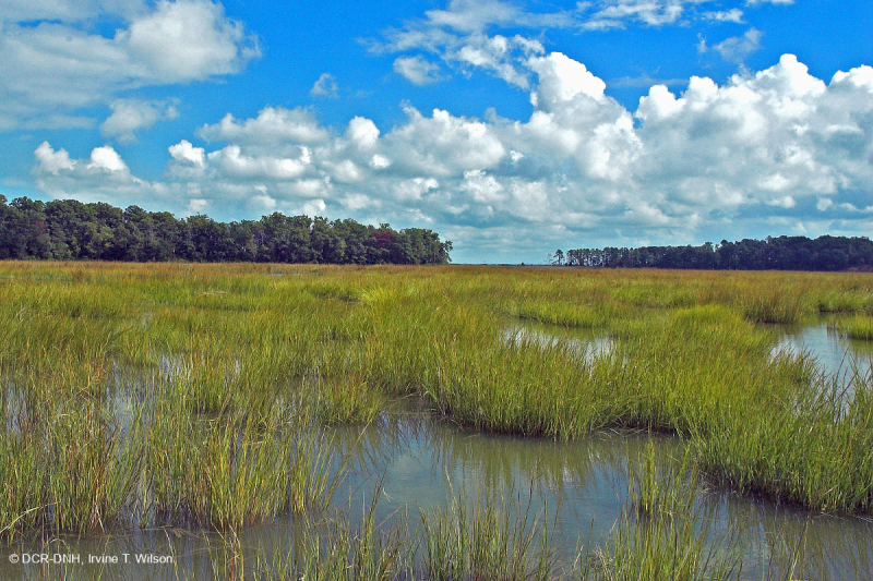 Đầm lầy nước mặn ven sông (Cỏ Cordgrass đầm lầy nước mặn - Loại cỏ Bulrush đầm lầy nước mặn) – CEGL006416