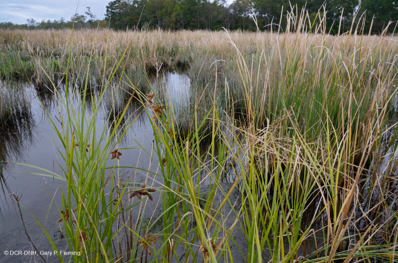 Đầm lầy nước mặn ven sông (Cỏ Cordgrass đầm lầy nước mặn - Loại cỏ Bulrush đầm lầy nước mặn) – CEGL006416