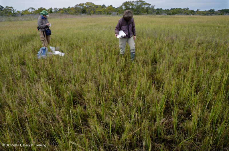 Đầm lầy mặn thấp (Loại chảo muối) – CEGL006586