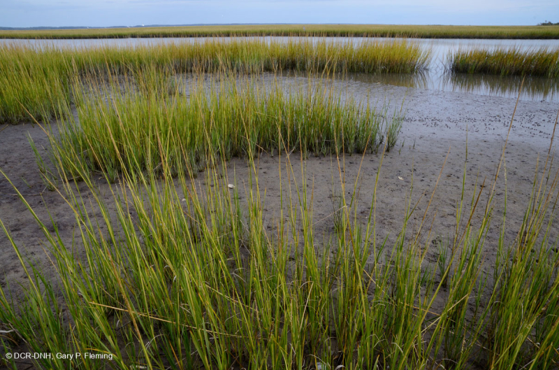 Đầm lầy mặn thấp (Loại cỏ Cordgrass đầm lầy mặn) – CEGL004192