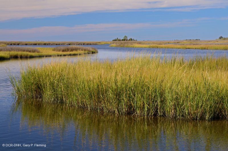 Đầm lầy mặn thấp (Loại cỏ Cordgrass đầm lầy mặn) – CEGL004192