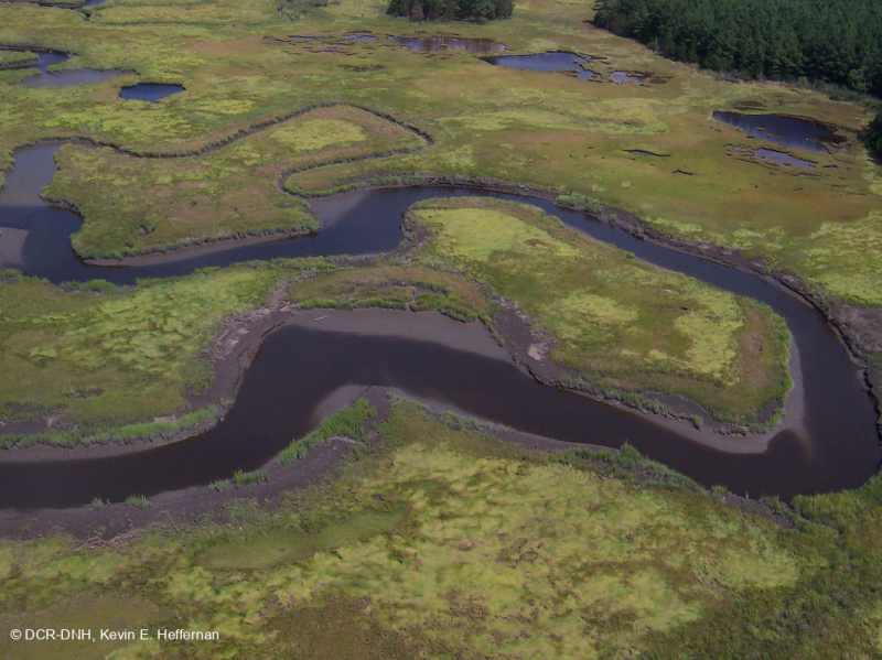 Khu phức hợp đầm lầy nước mặn bờ biển phía Đông