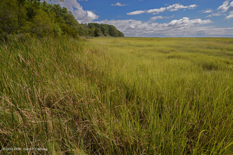 Đầm lầy mặn thấp (Loại chảo muối) - CEGL006586