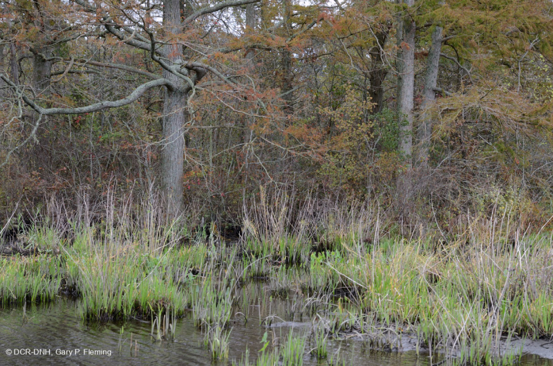 Đầm lầy gỗ cứng thủy triều nước ngọt – CEGL006287