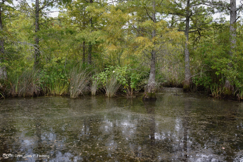Wind-Tidal Tupelo - Bald Cypress Swamp - CEGL004651