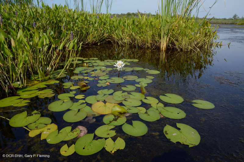 Lớp nước ngọt thủy triều / Oligohaline (Loại rong sừng thông thường) - CEGL004661