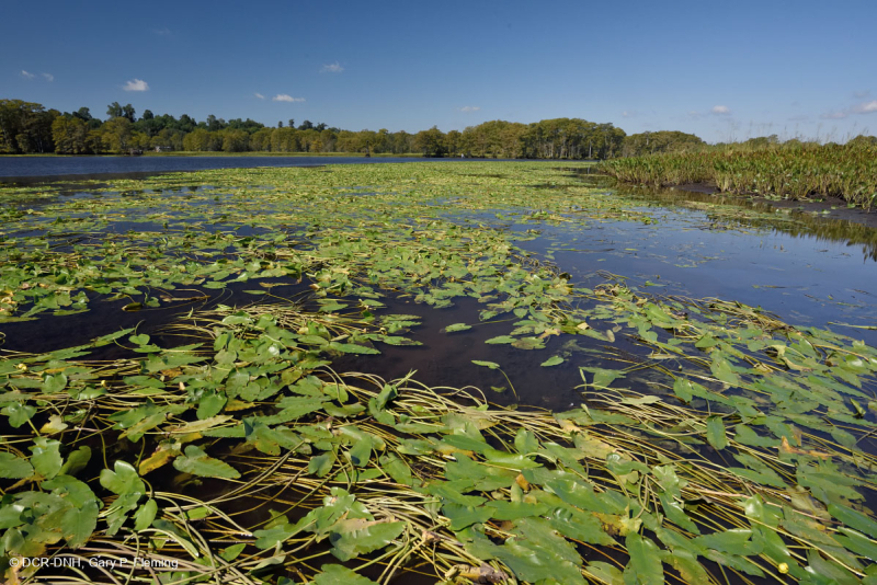Lớp nước ngọt thủy triều/thiểu muối (loại Spatterdock lá hẹp) - CEGL006094