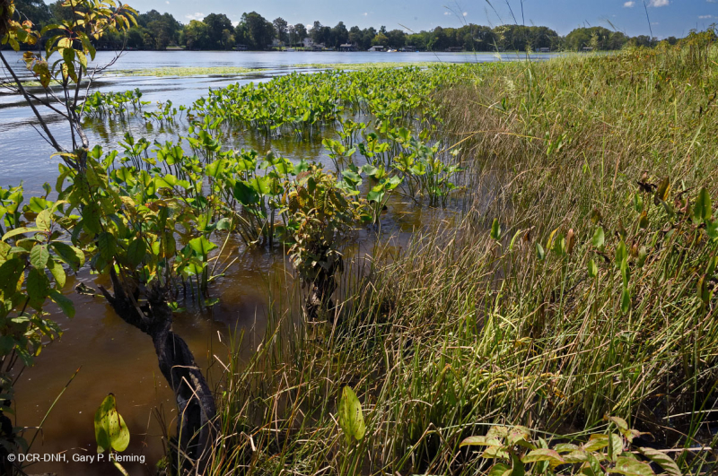 Bờ sông thủy triều năng lượng cao (Loại bãi bùn Arrow-Arum - Bulrush) - CEGL006578
