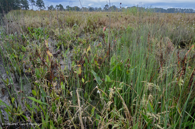Bờ sông thủy triều năng lượng cao (Loại bãi bùn Arrow-Arum - Bulrush) - CEGL006578