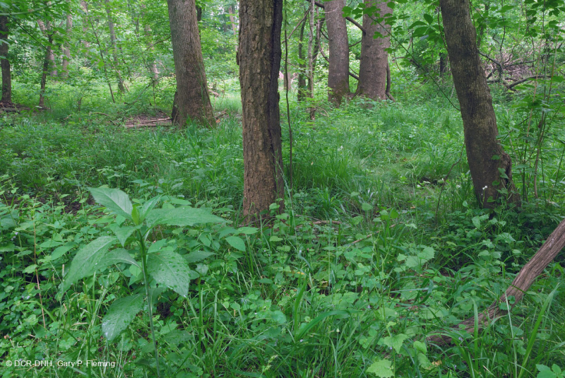 Rừng ngập lụt suối nhỏ ở Bắc Piedmont – CEGL006492