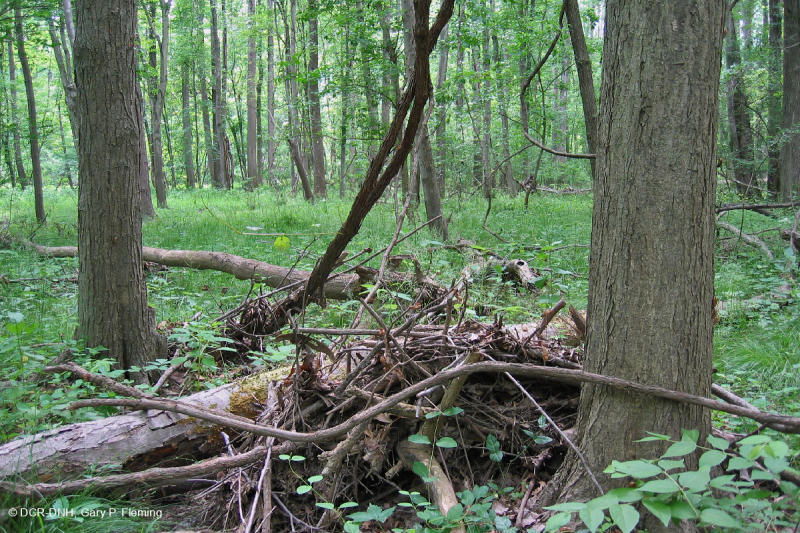 Rừng ngập lụt suối nhỏ ở Bắc Piedmont – CEGL006492