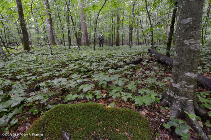 Rừng phù sa miền núi Appalachian Trung tâm (Loại cây Tulip - Thông trắng) – CEGL008405