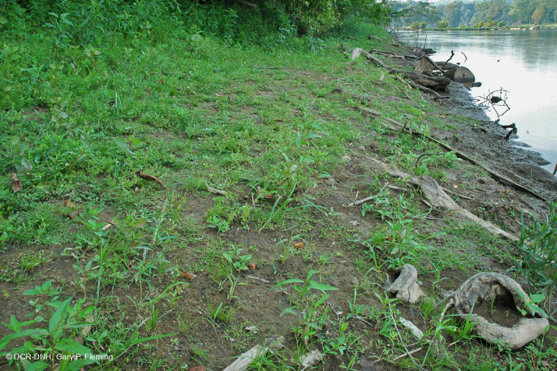 Piedmont / Bãi cát Appalachian Trung tâm / Bờ sông (Loại thảo mộc thấp) – CEGL006483