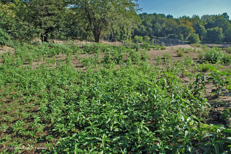 Piedmont / Bãi cát Appalachian Trung tâm / Bờ sông (Loại thảo mộc thấp) – CEGL006483