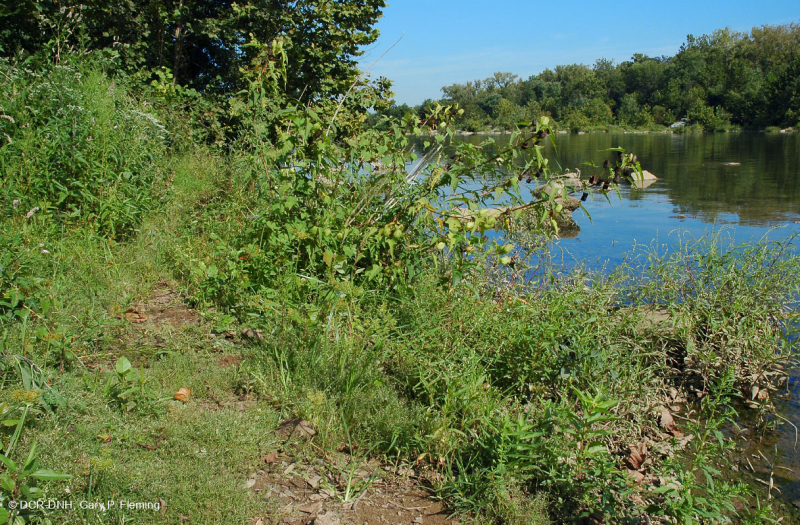 Piedmont / Bãi cát Appalachian Trung tâm / Bờ sông (Loại thảo mộc cao) – CEGL006481