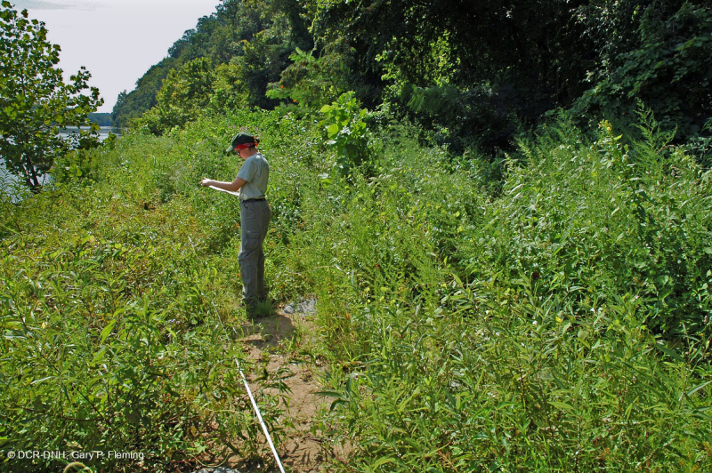 Piedmont / Bãi cát Appalachian Trung tâm / Bờ sông (Loại thảo mộc cao) – CEGL006481
