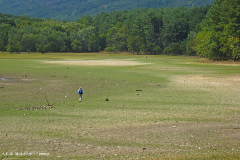 Piedmont / Bãi cát Appalachian Trung tâm / Bờ sông (Loại thảo mộc thấp) – CEGL006483