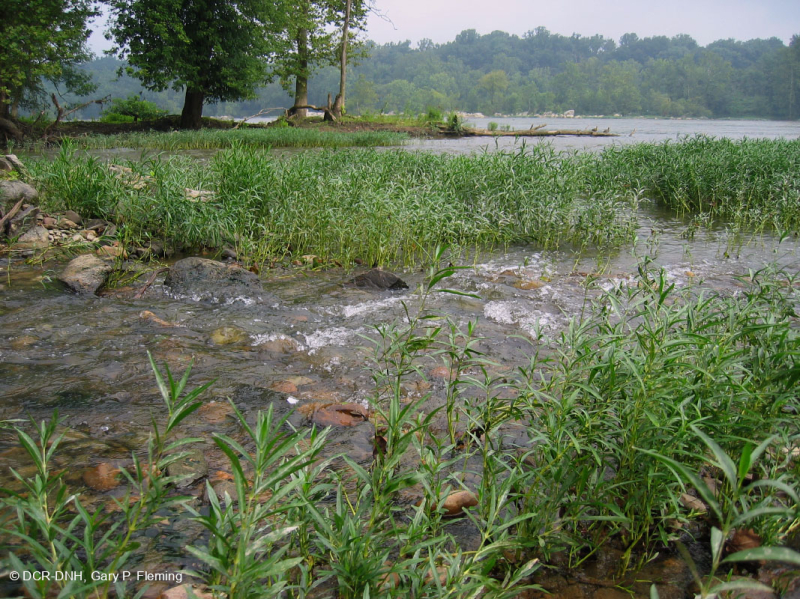 Water-Willow Rocky Bar và Bờ biển – CEGL004286