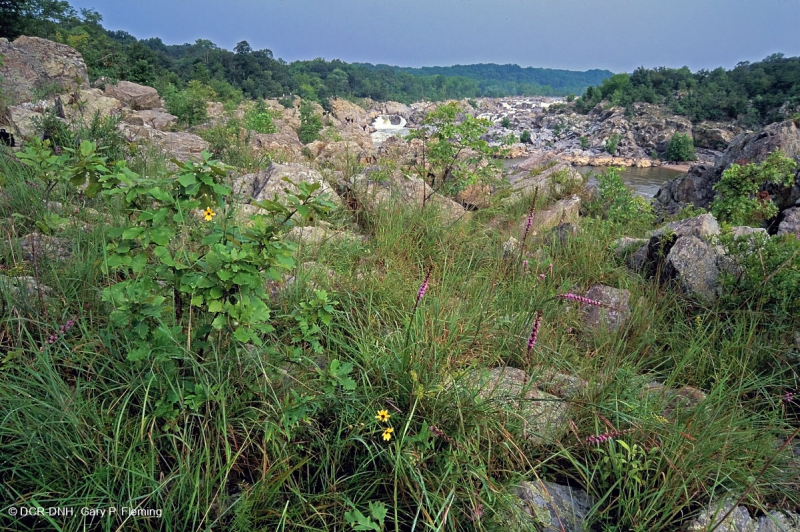 Piedmont / Central Appalachian Riverside Outcrop Prairie – CEGL006478