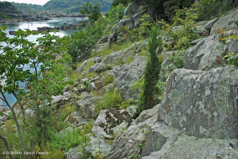 Piedmont / Central Appalachian Riverside Outcrop Prairie – CEGL006478