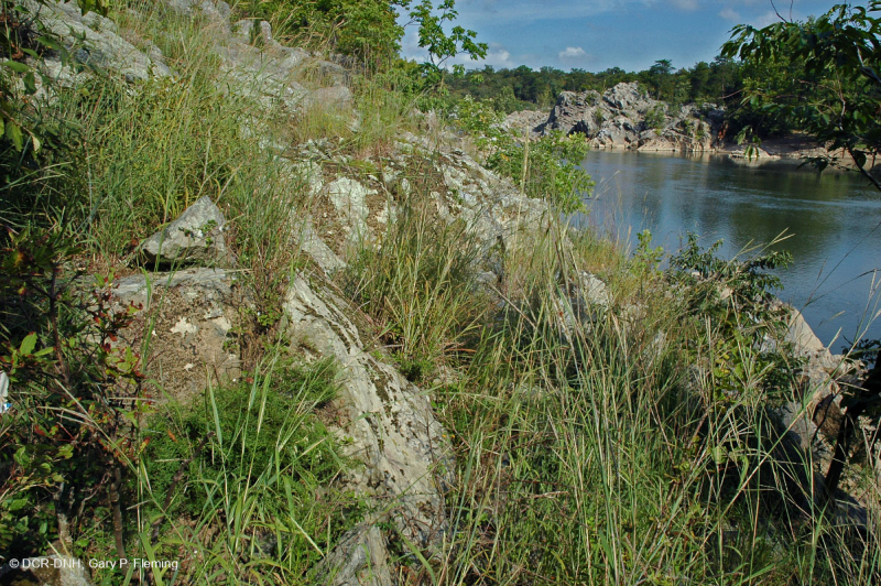 Piedmont / Central Appalachian Riverside Outcrop Prairie – CEGL006478