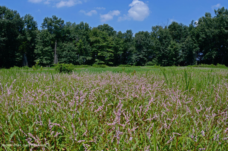 Ao núi Appalachian Trung tâm (Buttonbush - Loại cói Threeway) – CEGL003746