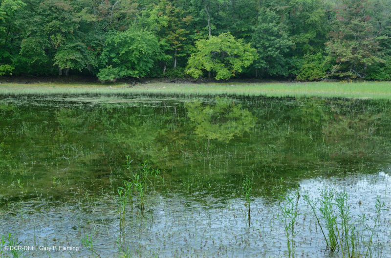 Ao núi Appalachian Trung tâm (Buttonbush - Loại cói Threeway) – CEGL003746