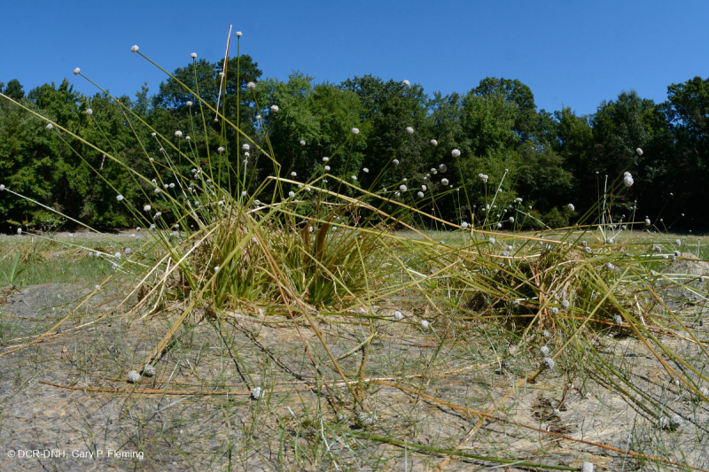 Ao núi Appalachian Trung tâm (Buttonbush - Loại cói Threeway) – CEGL003746