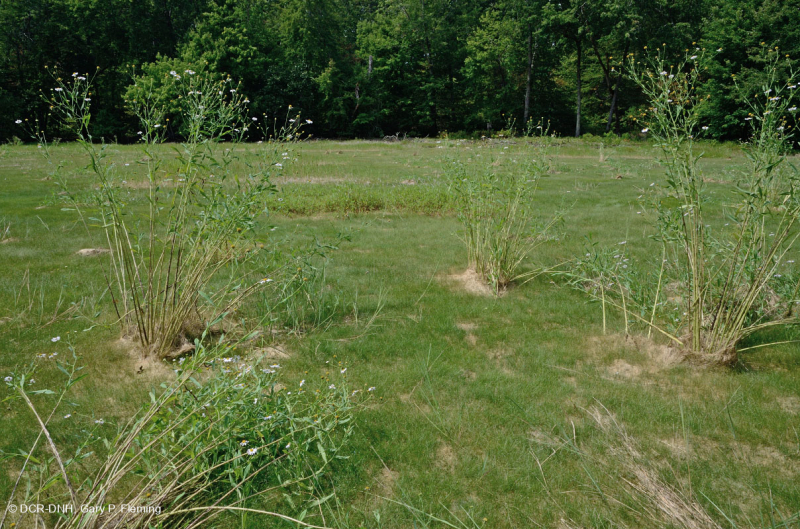 Hồ sụt Shenandoah Valley (Loại điển hình) – CEGL007858