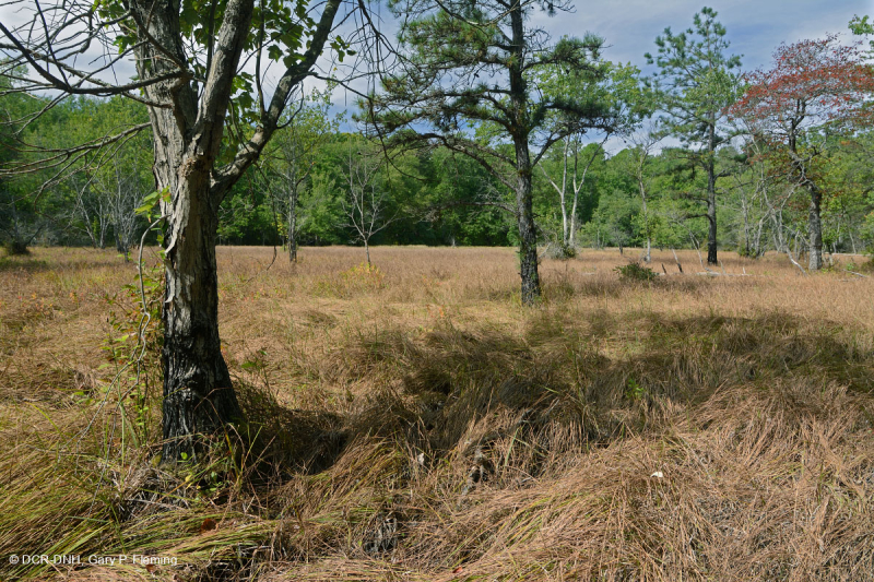 Hồ sụt Shenandoah Valley (Loại cói Barratt) – CEGL007857