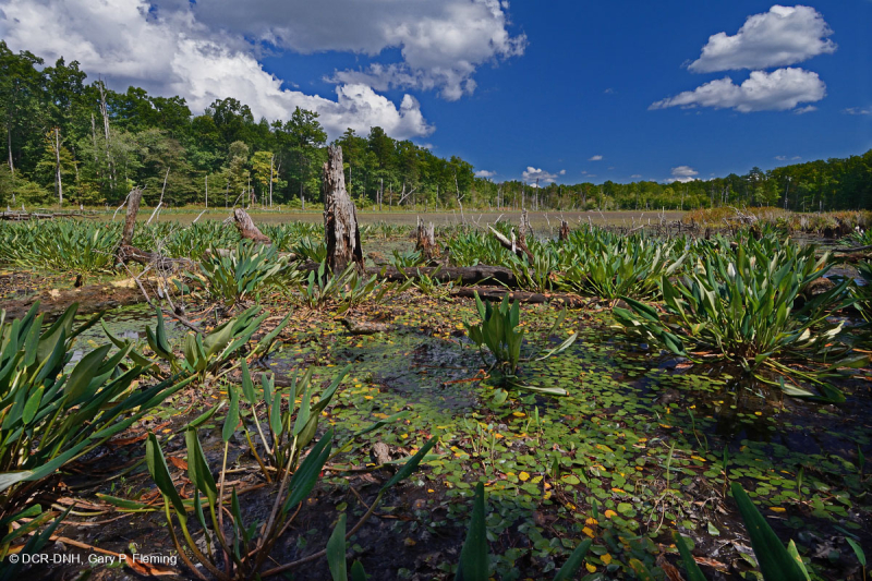 Hồ sụt Shenandoah Valley (Kiểu Golden Club) – CEGL007859