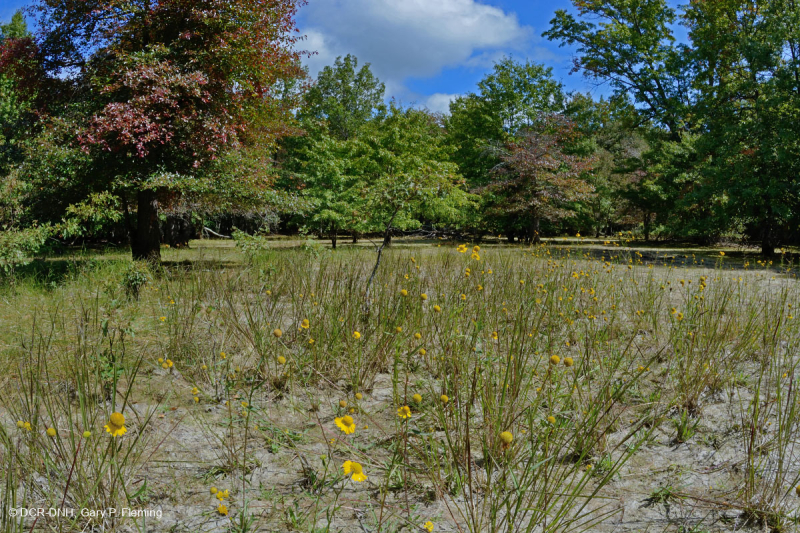 Hồ sụt Shenandoah Valley (Loại điển hình) - CEGL007858